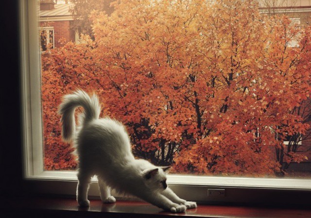 Фотобомбы котов