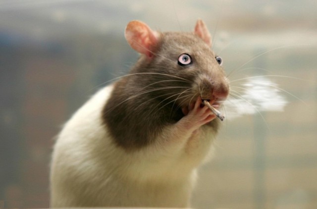 Полицейские в Аргентине объяснили пропажу 500 килограммов марихуаны тем, что её съели мыши