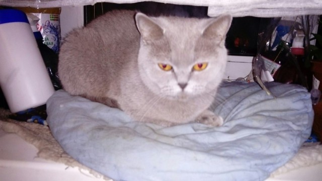 Котовторник 22.05.2018