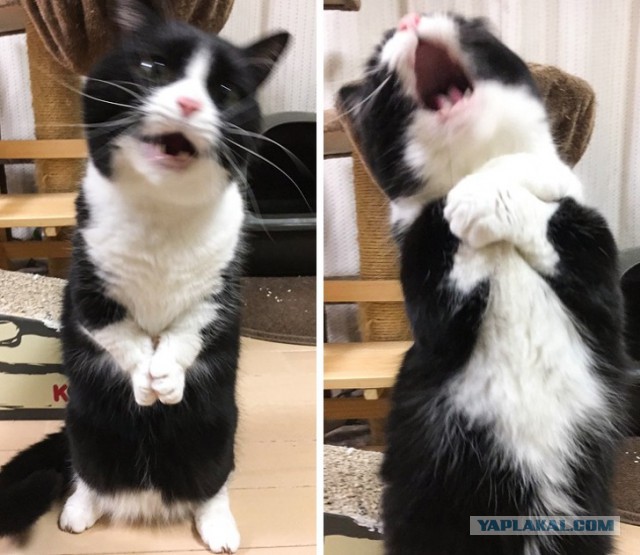 Фото, которые можно было сделать только в один момент, и ни секундой позже.