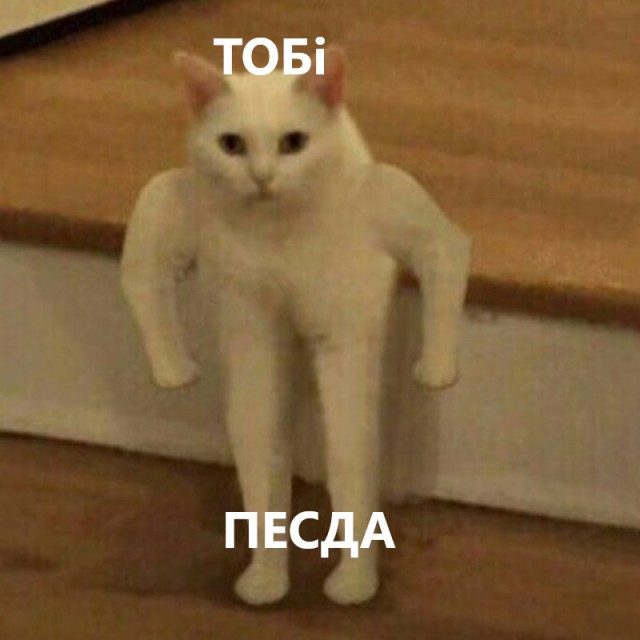 Ненавижу кота