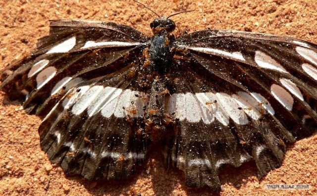 Насильственная смерть в мире насекомых