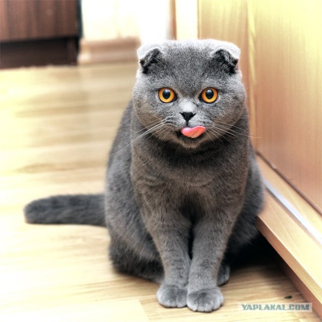 Котовторник (16.09.08)