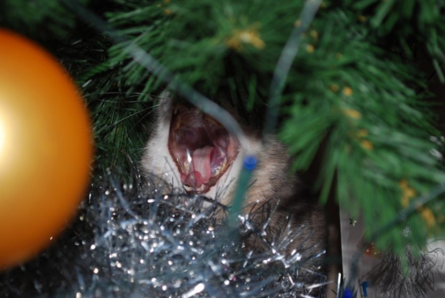 Новогодний КОТОВТОРНИК!