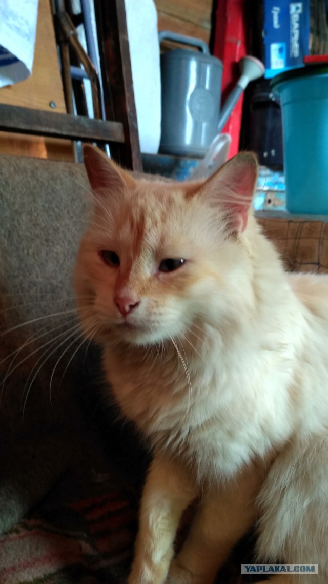 Котовторник  31.07.2018
