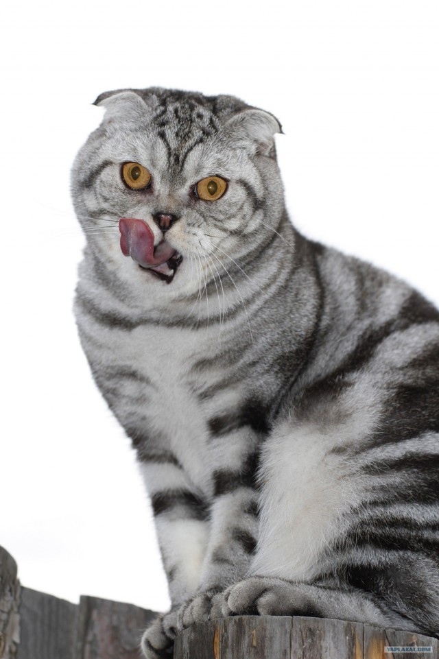 Котовторник (начало в супермаркете!)