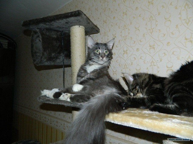 Котовторник!