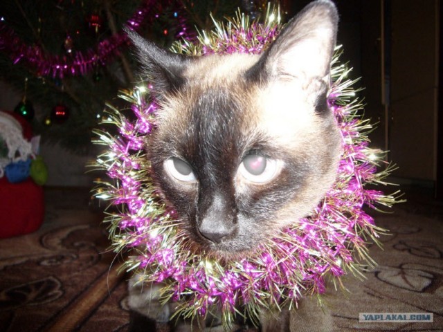 Первый КОТОВТОРНИК 2012
