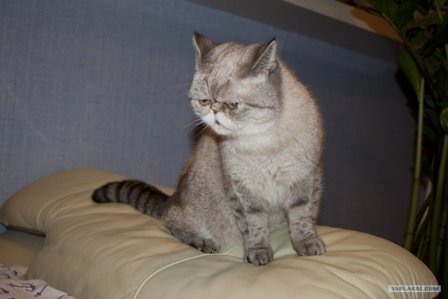 Котовторник (07.02.2012)