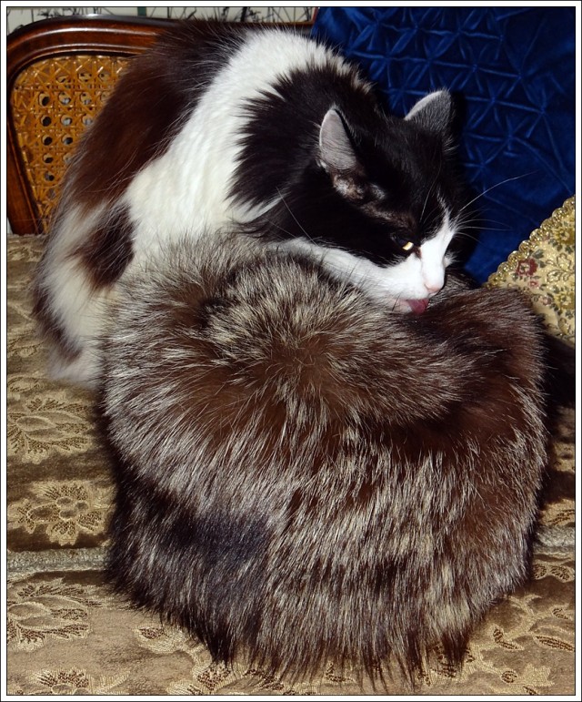 Котовторник (21.02.2012)