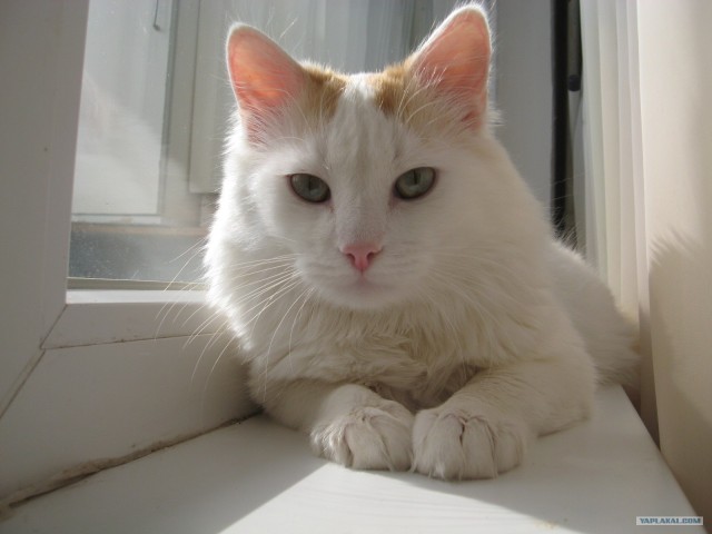 Котовторник 27.03.2012