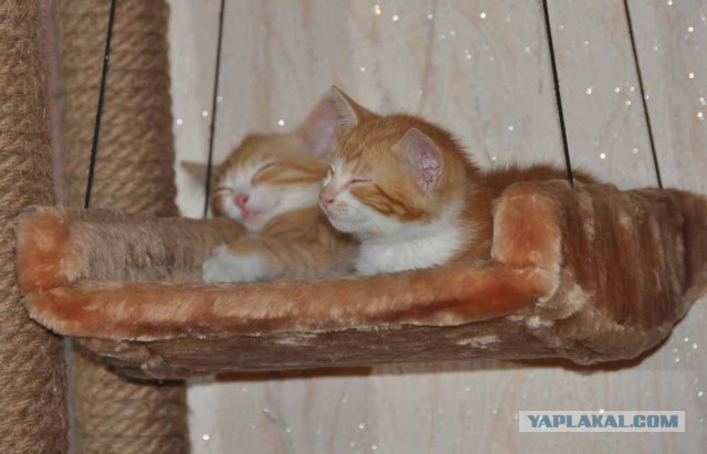 Котовторник 2019