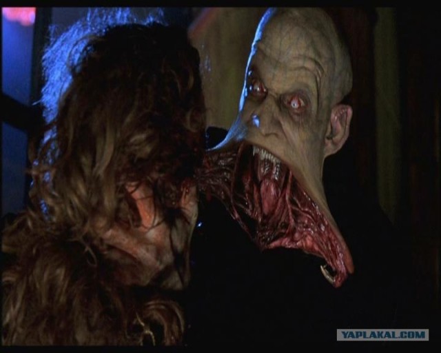 Что получится, если дать кролику вишню