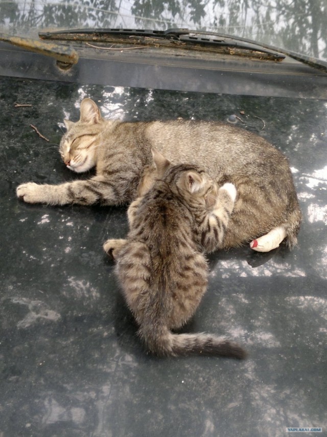Котовторник 31.07.2012 г.