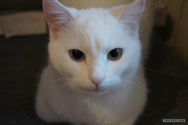 Котонянька и котовторник