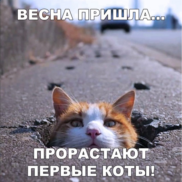 Забавные фото котеек
