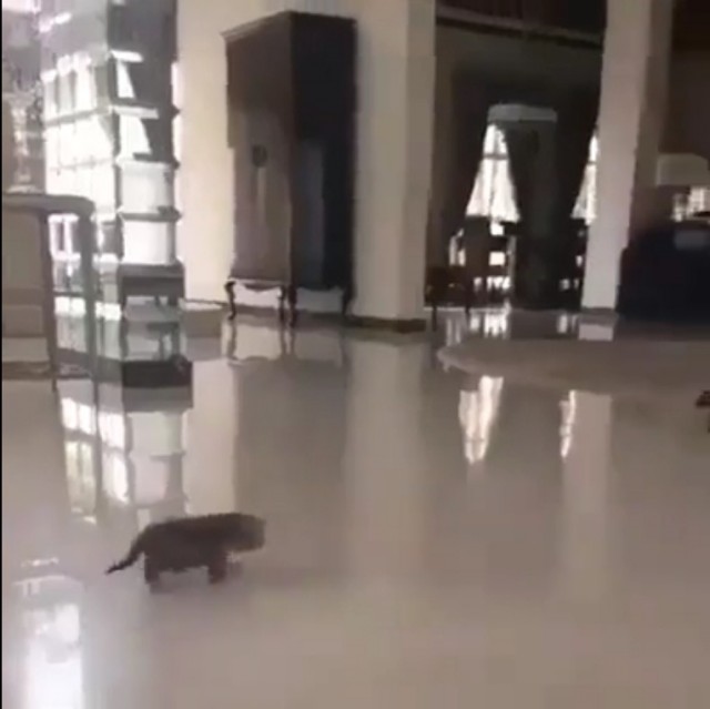 Мимишность кошачья