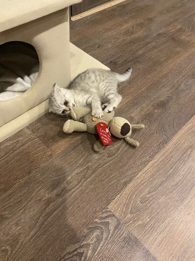Котофеев пост