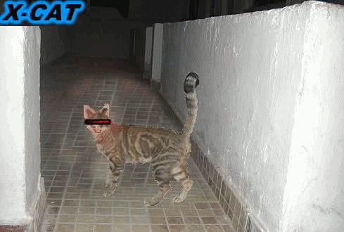 Фотожаба: Кот отакует!