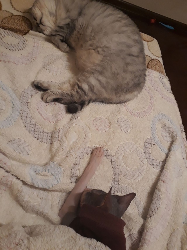 Эти забавные животные