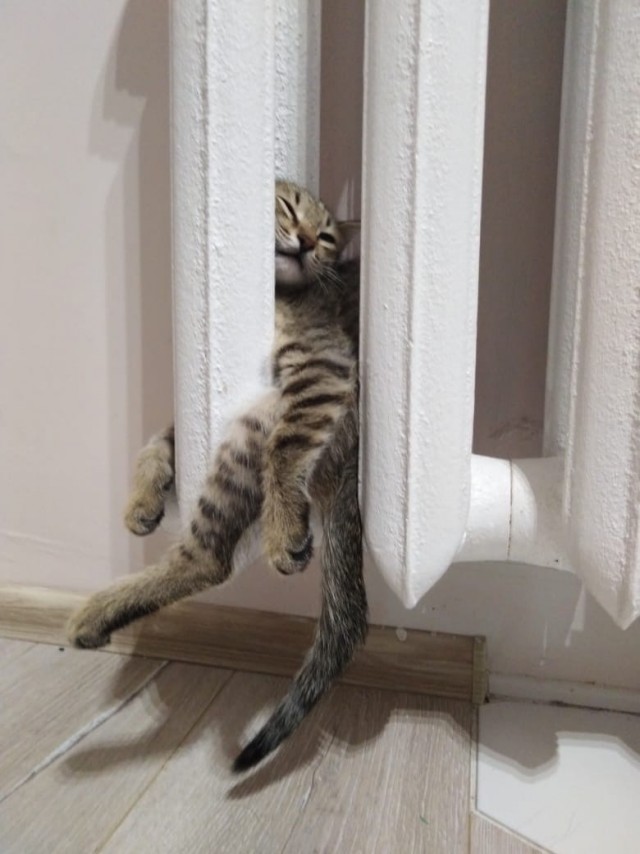 Эти забавные животные