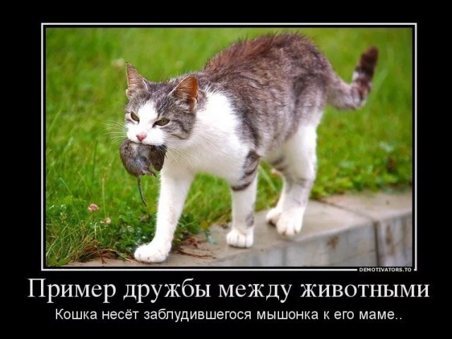Хвостатые друзья