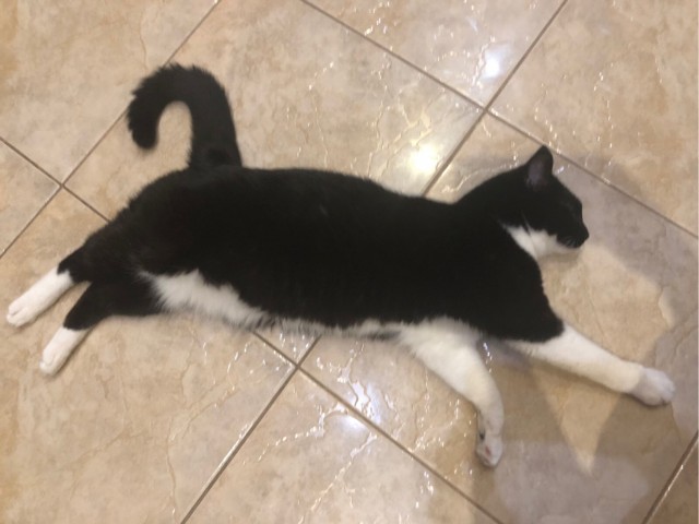 Житие одного кота. В фотографиях. Вторник же...