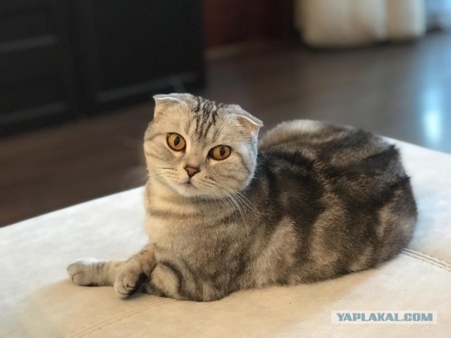Как я выбирал себе хозяина