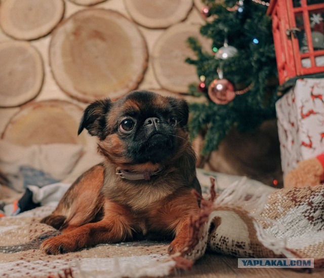 Бельгийский гриффон