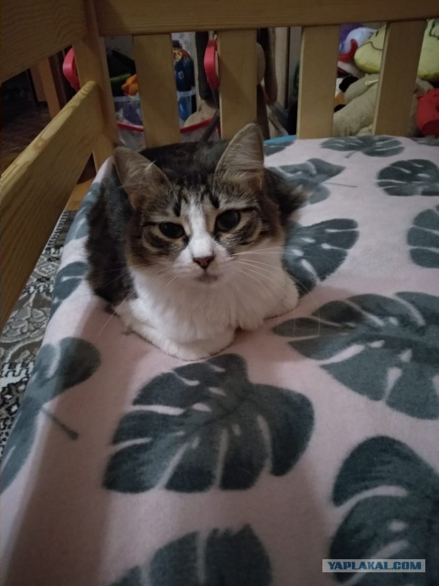 Жизнь домашнего приюта "Котоленд" 269