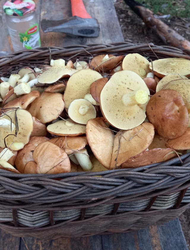 Маслята пошли
