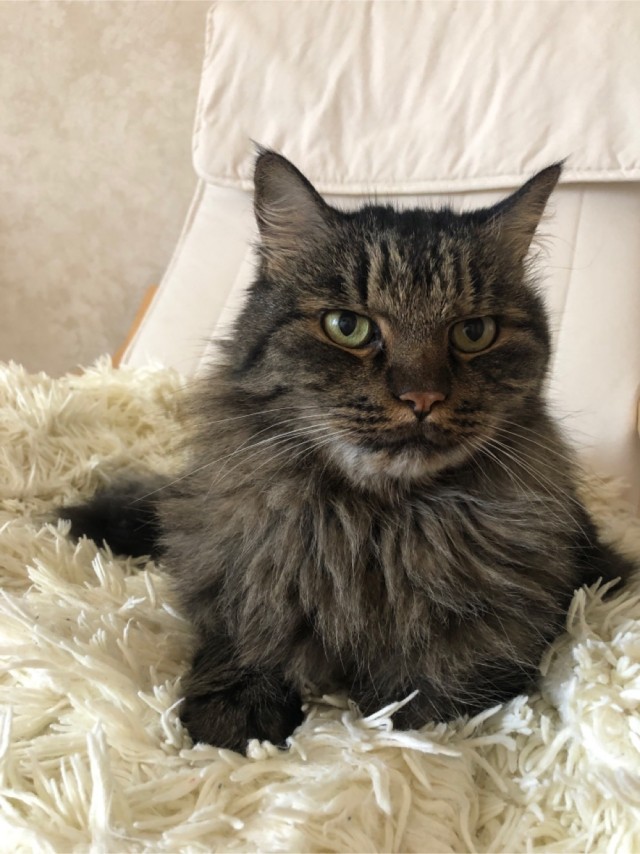 Мой самый первый КОТовторник!