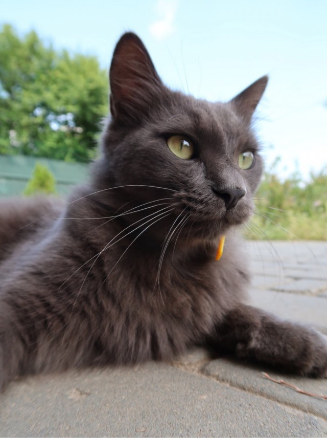 Котовторник 05.10.21 г