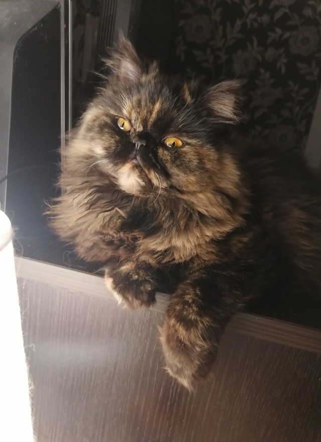 Котовторнику быть