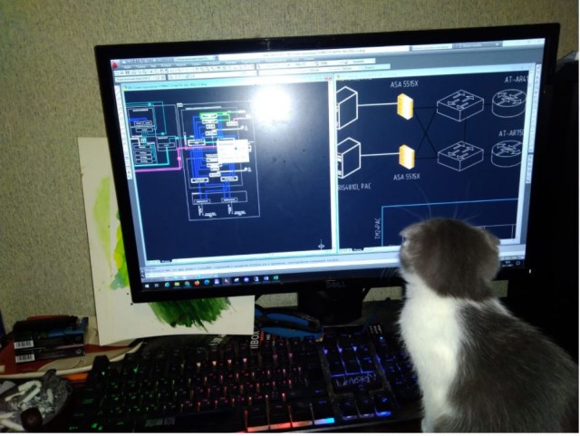 Жизнь кота Барсика из деревни