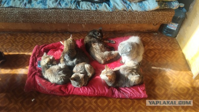 Котики в беде