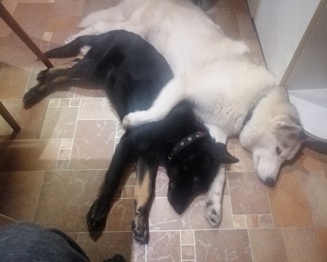 Новый друг