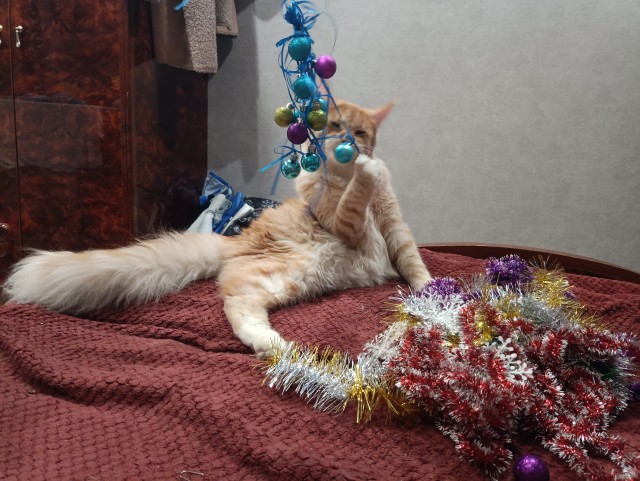Кошка