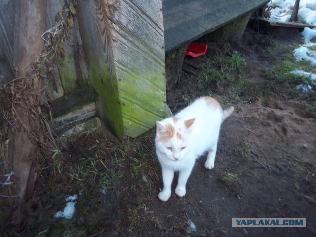 Жизнь домашнего приюта для котеек 427
