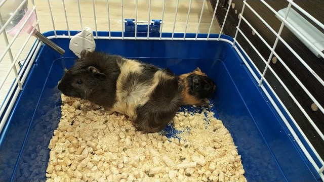 Коточетверг!