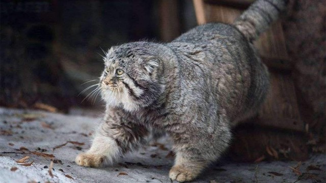 Любители одиночества