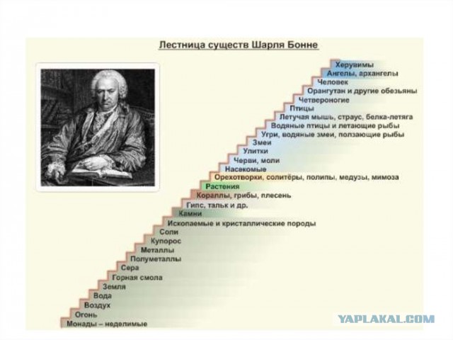 От первых клеток к Homo sapiens: посмотрите на 4 миллиарда лет эволюции в одной картинке