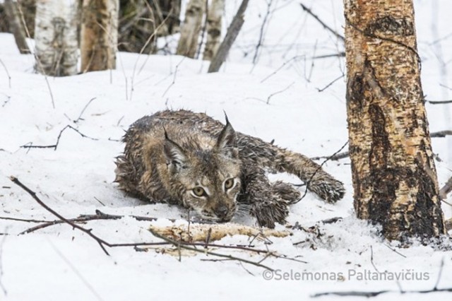 В Литве из петли браконьера спасли рысь