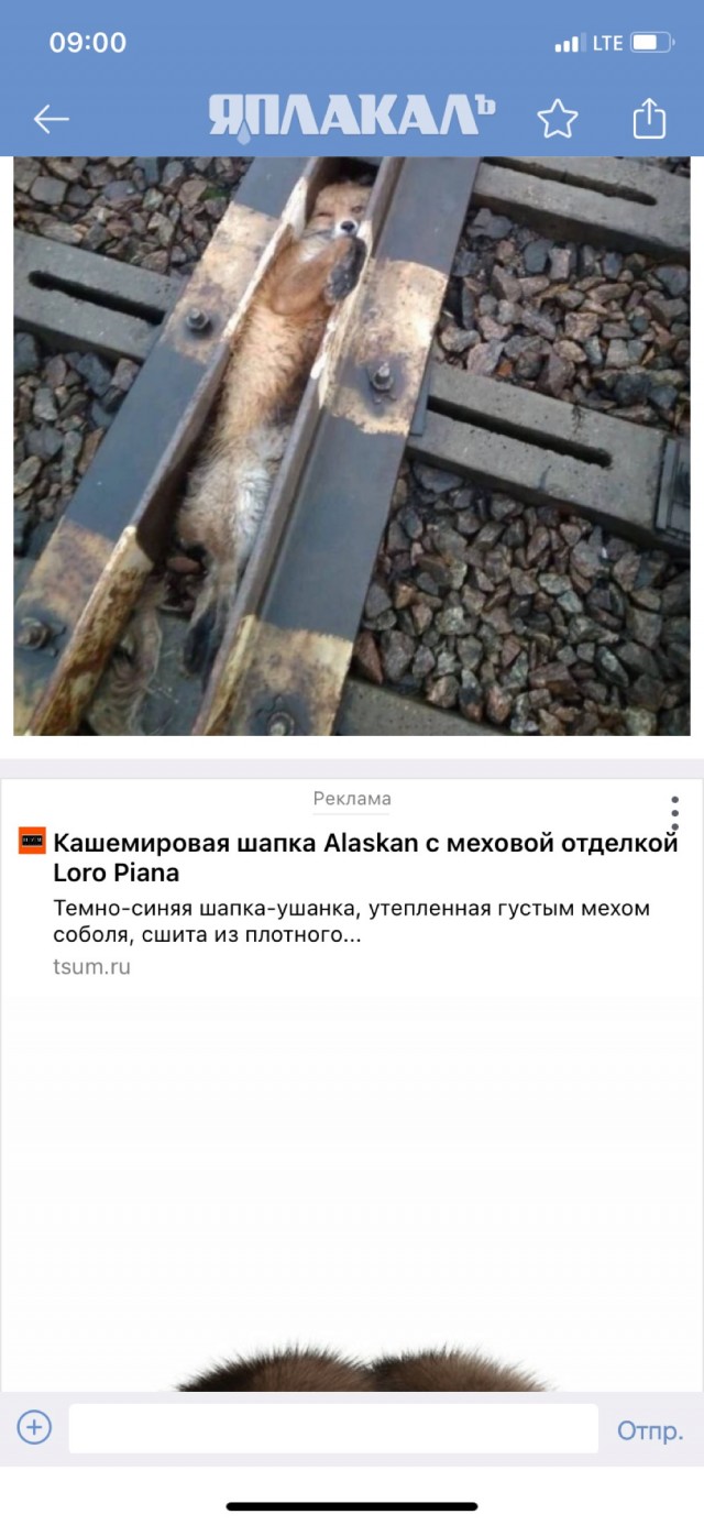 Лиса - это хищное млекопитающее, которое относится к семейству псовых или собачьих