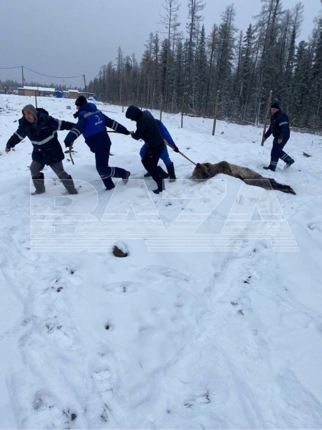 Пострадавшие от нападения медведя живы