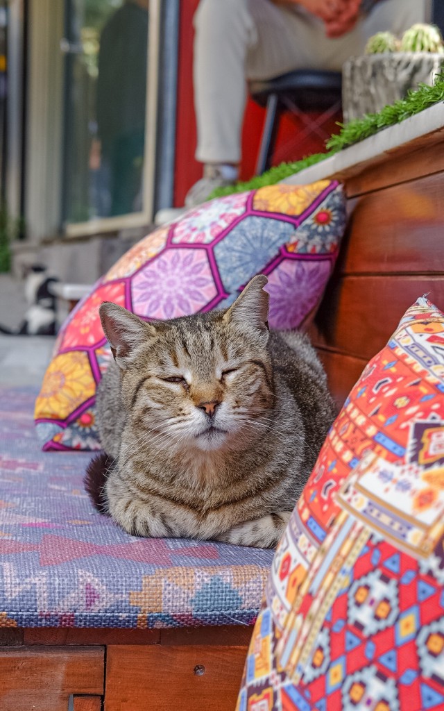 Стамбульские котики