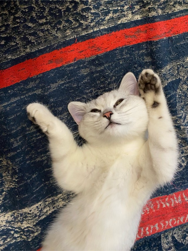 Котовторник