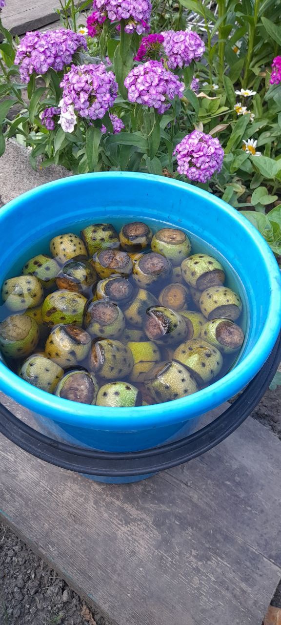 Варенье из грецкого ореха приготовил я. Может кому интересно