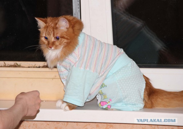 Котовторник 21.05.2013