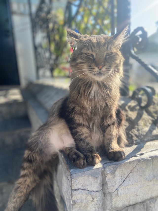 Котовторник!